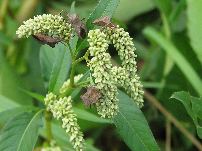 Image of Persicaria lapathifolia specimen.