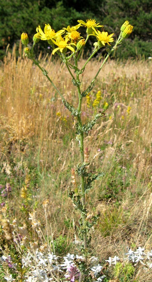 Изображение особи Senecio jacobaea.