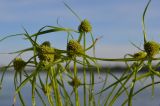 Cyperus michelianus