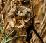 Lomelosia prolifera