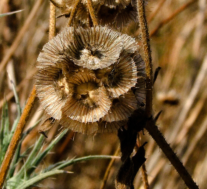 Изображение особи Lomelosia prolifera.