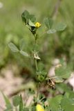 Medicago orbicularis