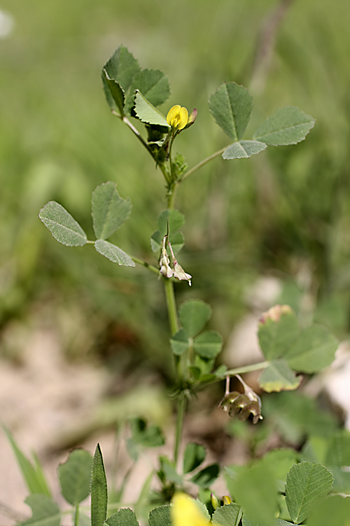 Image of Medicago orbicularis specimen.