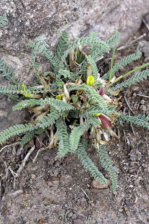 Изображение особи род Astragalus.