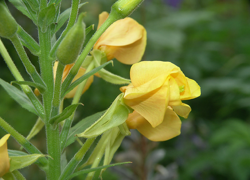 Image of Oenothera biennis specimen.