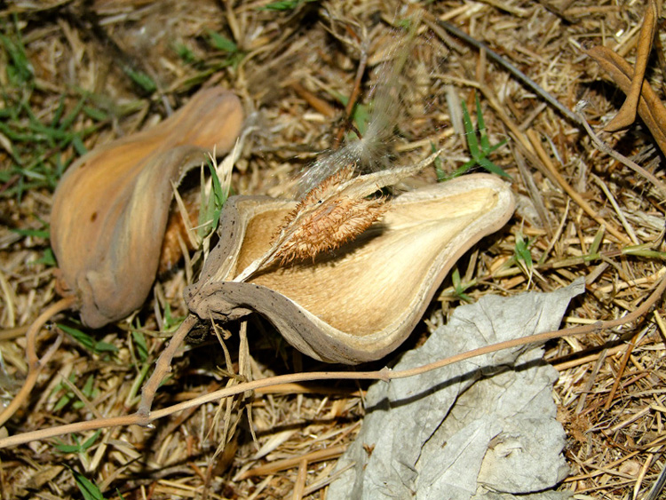 Image of Araujia sericifera specimen.