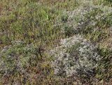 Limonium caspium. Цветущие растения кермека в солеросовом солончаке. Крым, северное Присивашье (Красноперекопский р-н). 17.07.2010.