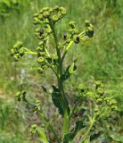 Inula macrophylla