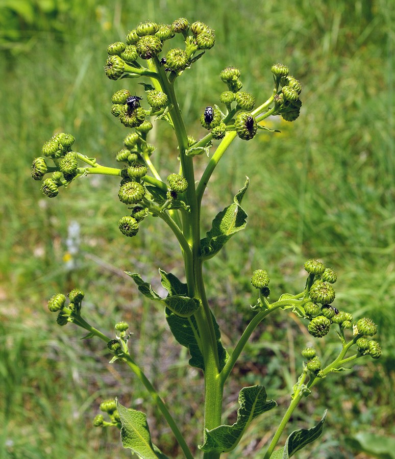 Изображение особи Inula macrophylla.