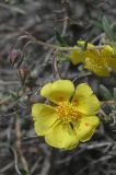 Helianthemum songaricum