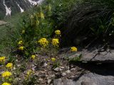 Draba hispida