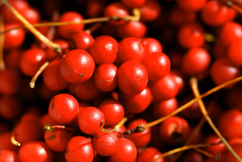 Изображение особи Schisandra chinensis.