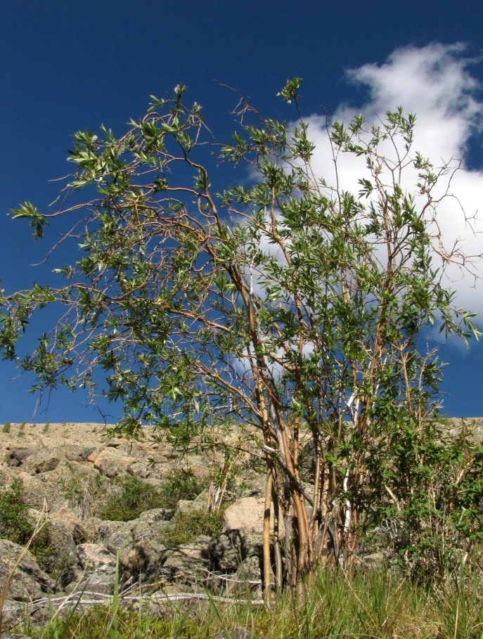 Изображение особи Salix sajanensis.