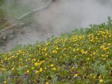 Potentilla stolonifera