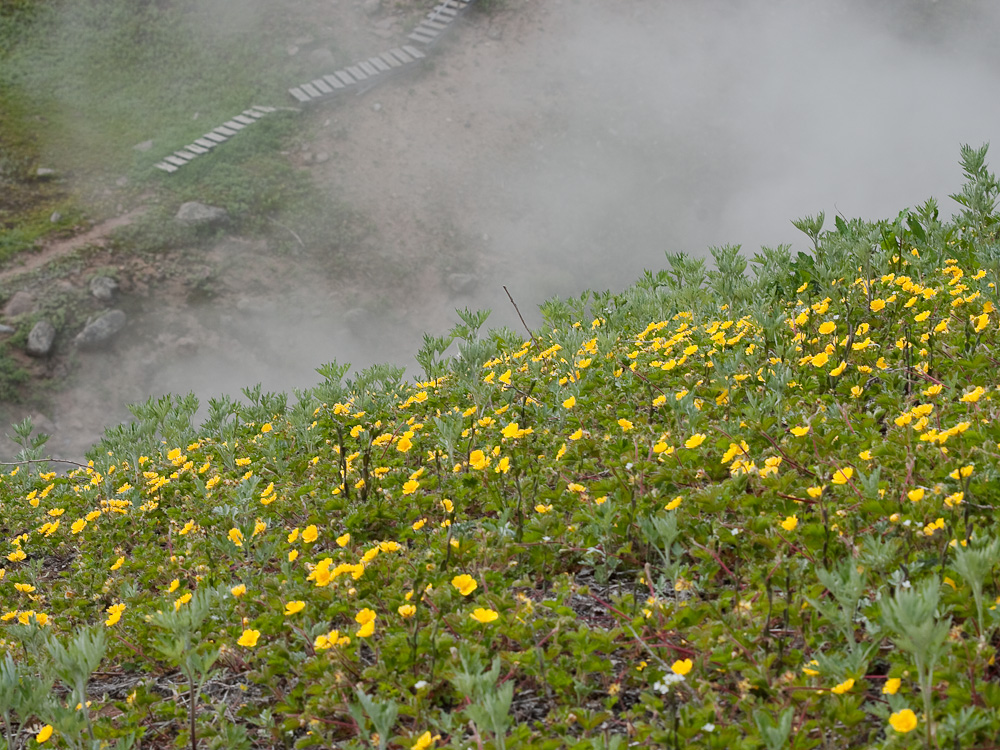 Изображение особи Potentilla stolonifera.