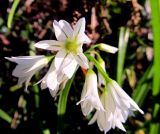 Allium triquetrum