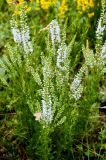 Veronica pinnata