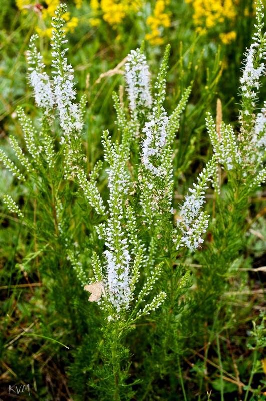 Изображение особи Veronica pinnata.