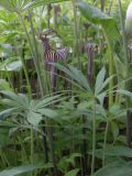 Arisaema ciliatum