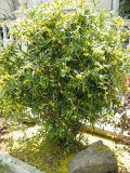 Berberis pruinosa