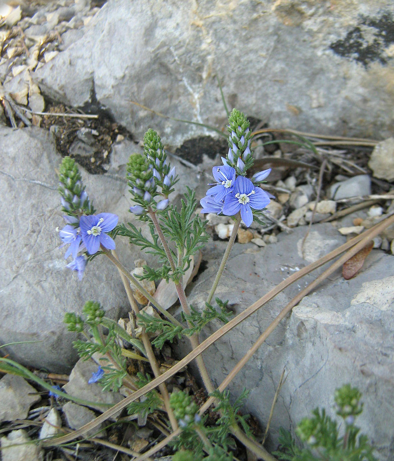 Image of Veronica capsellicarpa specimen.