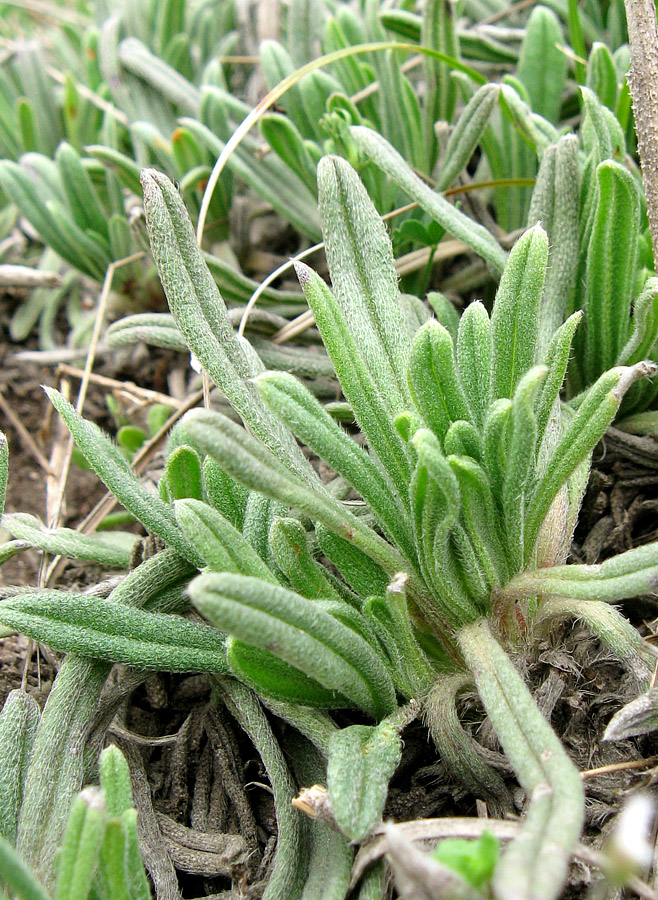 Image of Onosma taurica specimen.