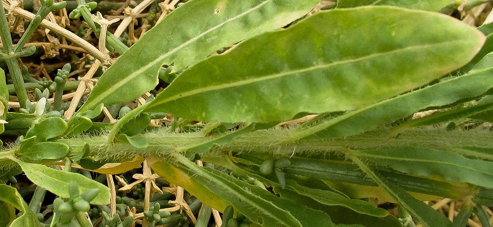 Image of Caylusea hexagyna specimen.