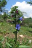 Echium vulgare