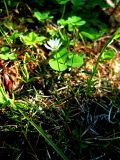 genus Stellaria. Цветущее растение. Республика Саха (Якутия), Томпонский р-н, с. Кескил. 10.06.2012.