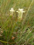 Scutellaria creticola