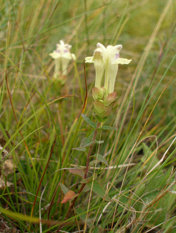 Image of Scutellaria creticola specimen.