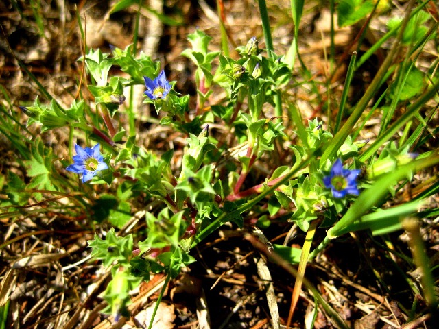 Изображение особи Gentiana squarrosa.