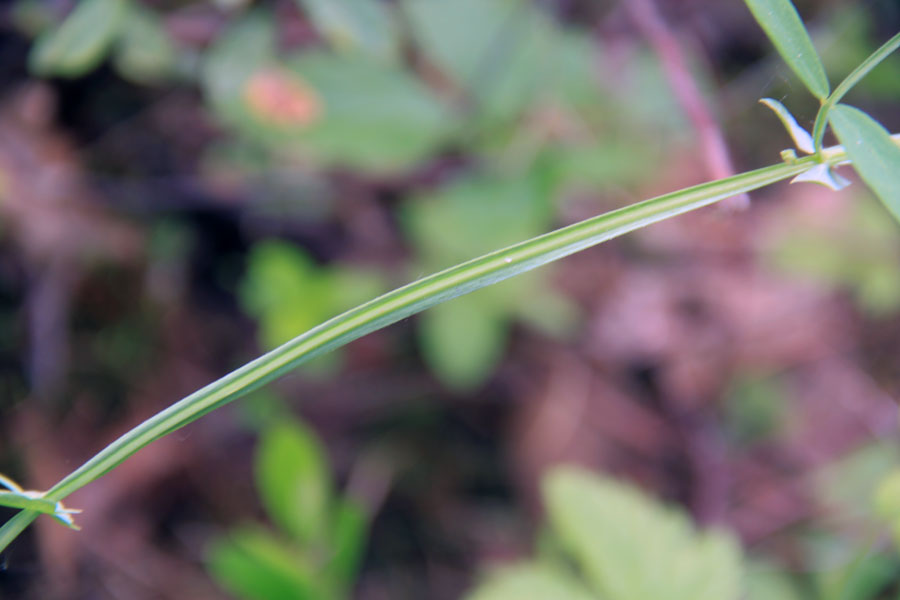 Изображение особи Lathyrus pilosus.