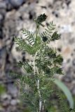Astragalus neolipskyanus. Верхушка расцветающего растения. Южный Казахстан, правый берег каньона Машат. 14.04.2012.