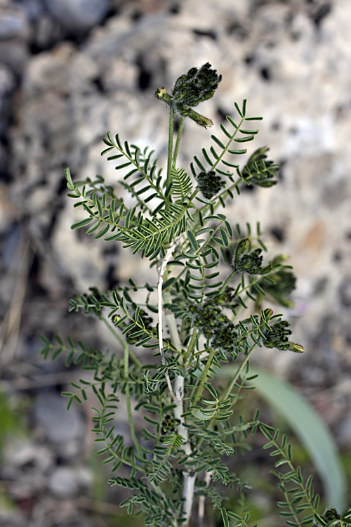Image of Astragalus neolipskyanus specimen.