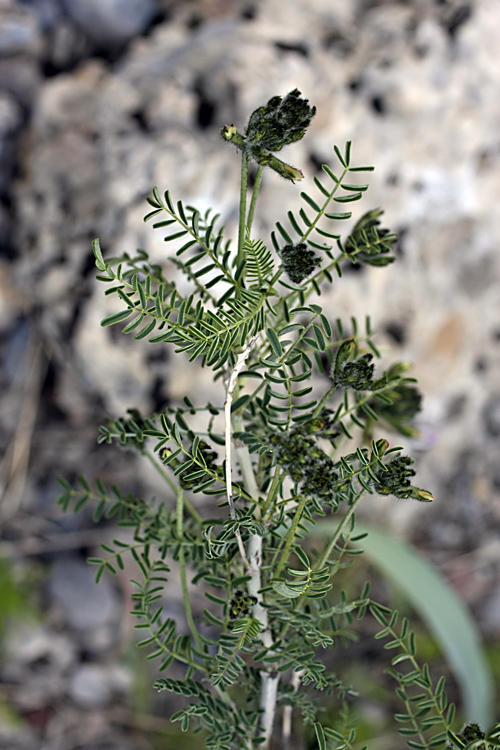 Изображение особи Astragalus neolipskyanus.