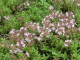 Thymus serpyllum