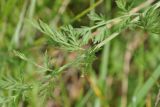 Apiaceae