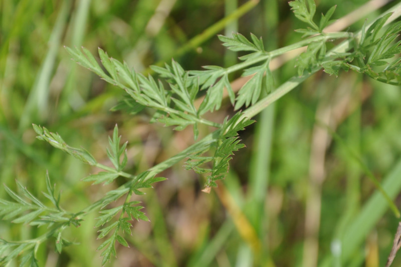 Image of familia Apiaceae specimen.