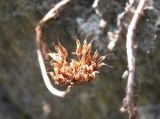 Sedum involucratum