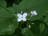 Lunaria rediviva