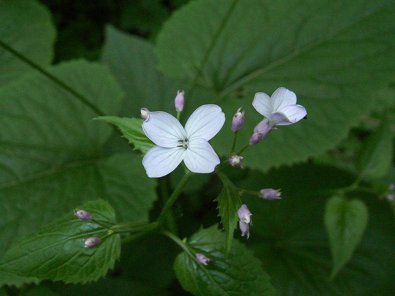 Изображение особи Lunaria rediviva.