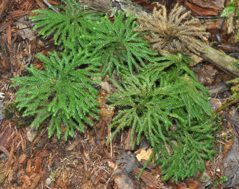 Изображение особи Lycopodium obscurum.