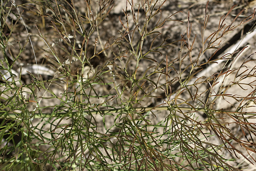 Image of Ferula karatavica specimen.