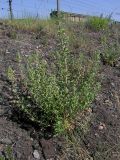 Oenothera depressa