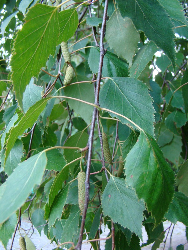 Изображение особи Betula pendula.