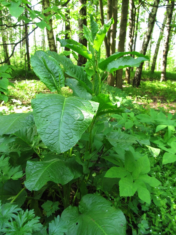 Image of Rumex obtusifolius specimen.