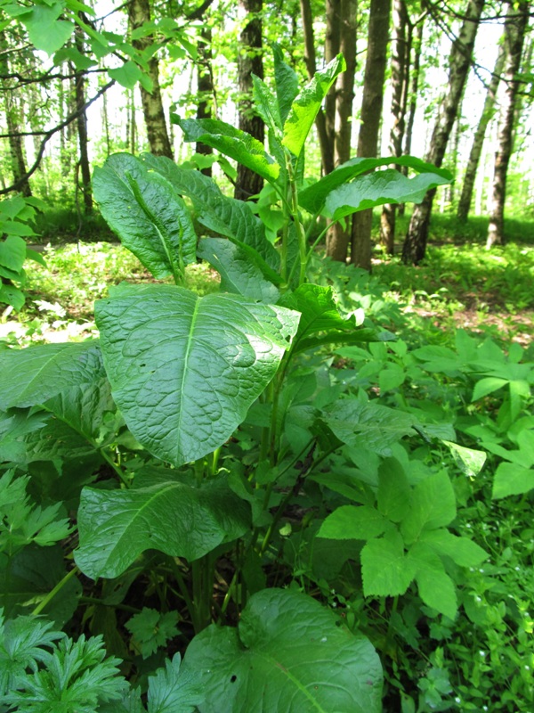 Изображение особи Rumex obtusifolius.