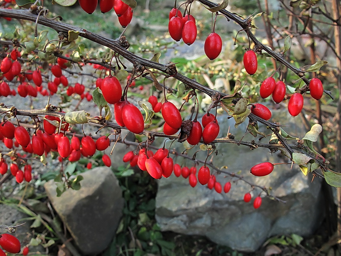 Изображение особи Berberis thunbergii.