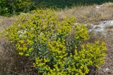 Euphorbia pseudoglareosa